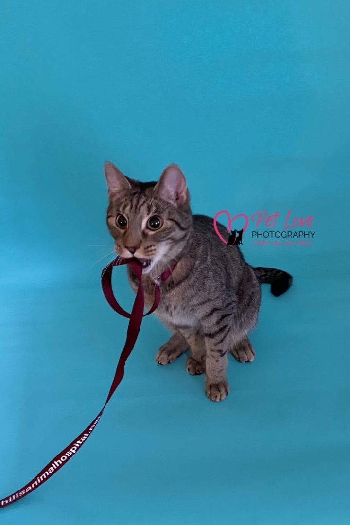 Oliver, a Adoptable mixed breed in Covington, KY image 3/9