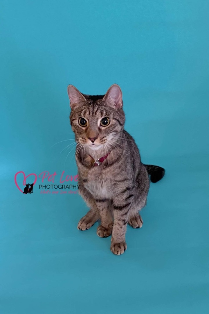 Oliver, a Adoptable mixed breed in Covington, KY image 4/9