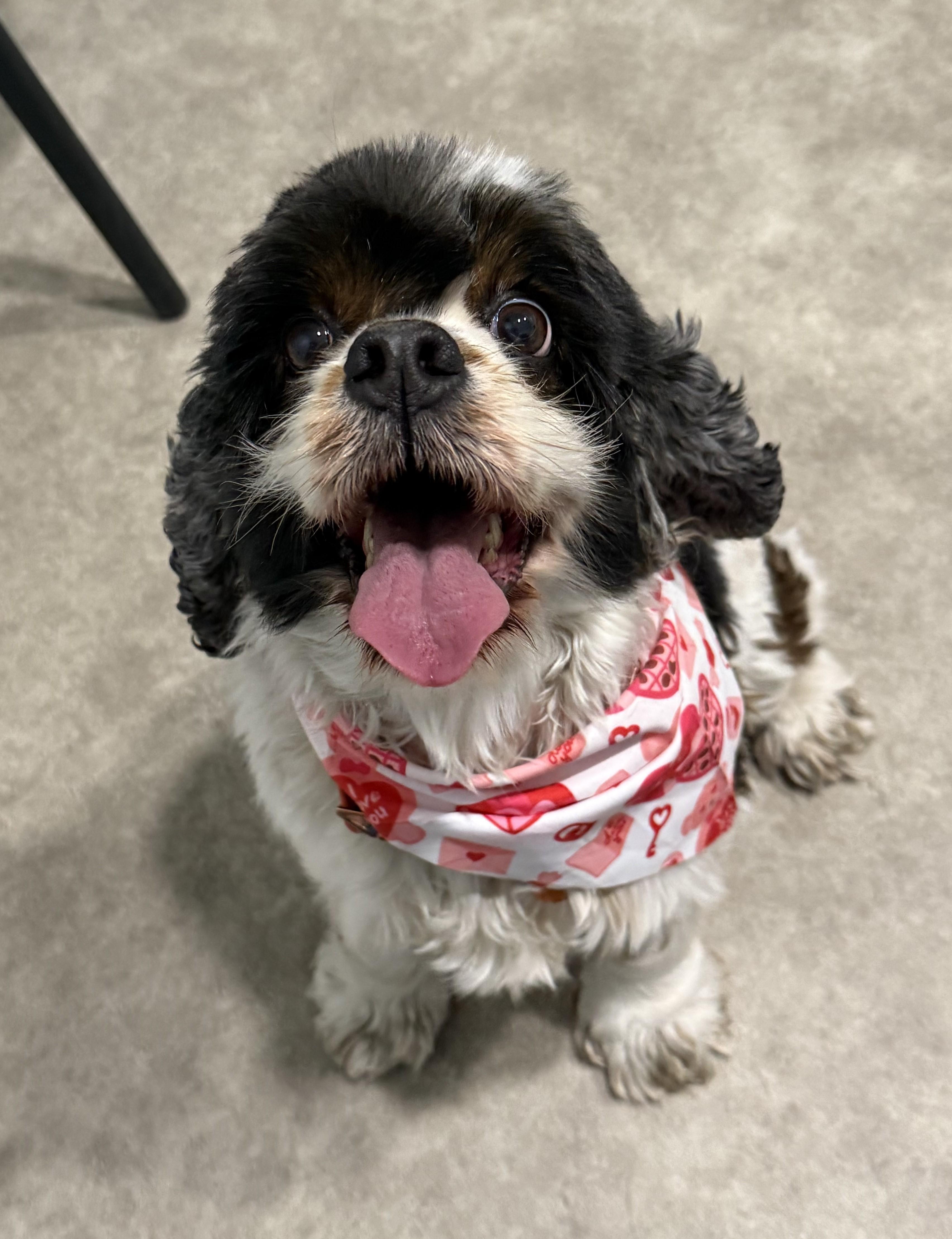 Allie, adopted, Adult Female Cocker Spaniel.