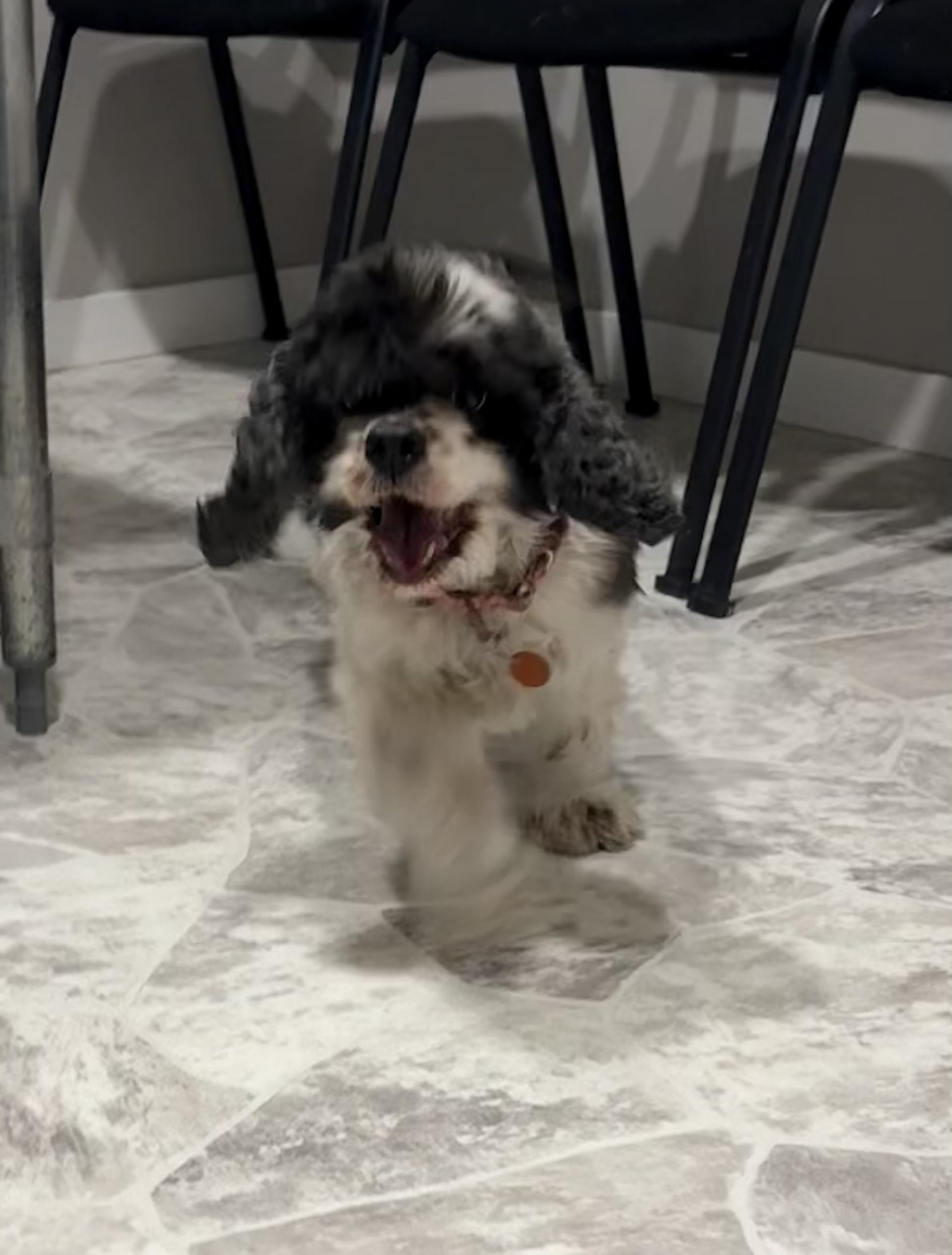 Enlarge Allie, an adopted Cocker Spaniel in Grant, NE image 4/6