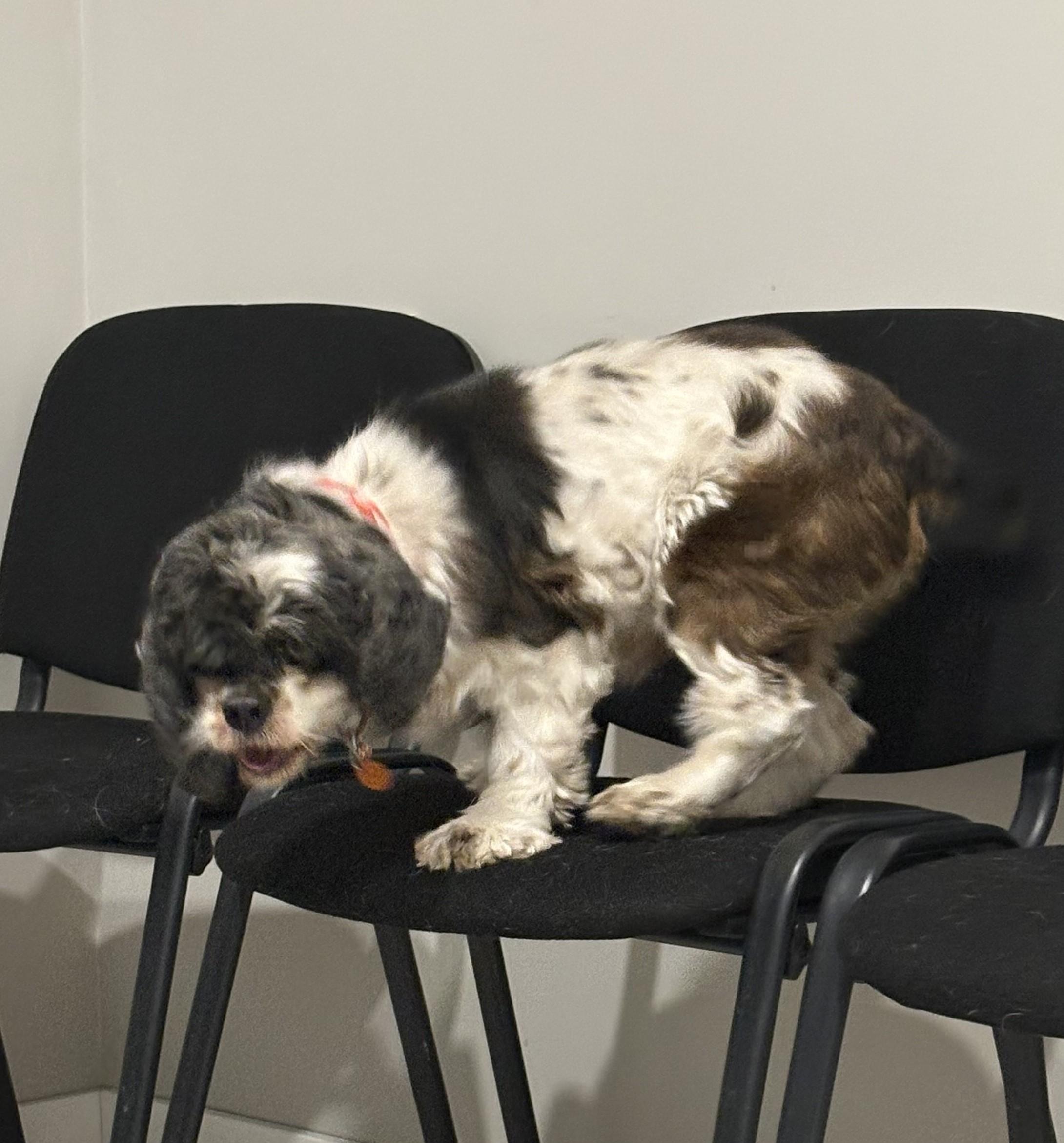 Enlarge Allie, an adopted Cocker Spaniel in Grant, NE image 6/6
