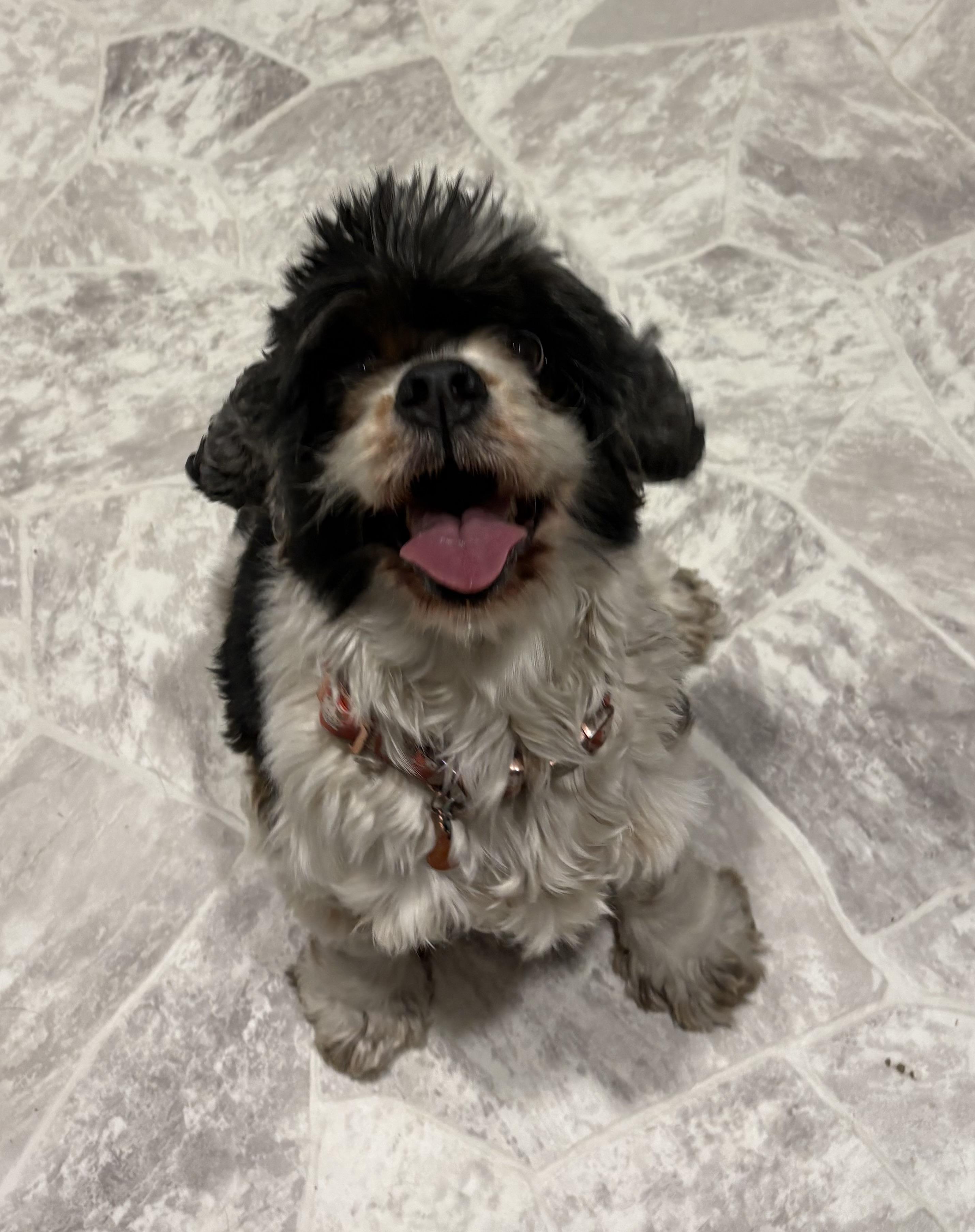 Enlarge Allie, an adopted Cocker Spaniel in Grant, NE image 2/6