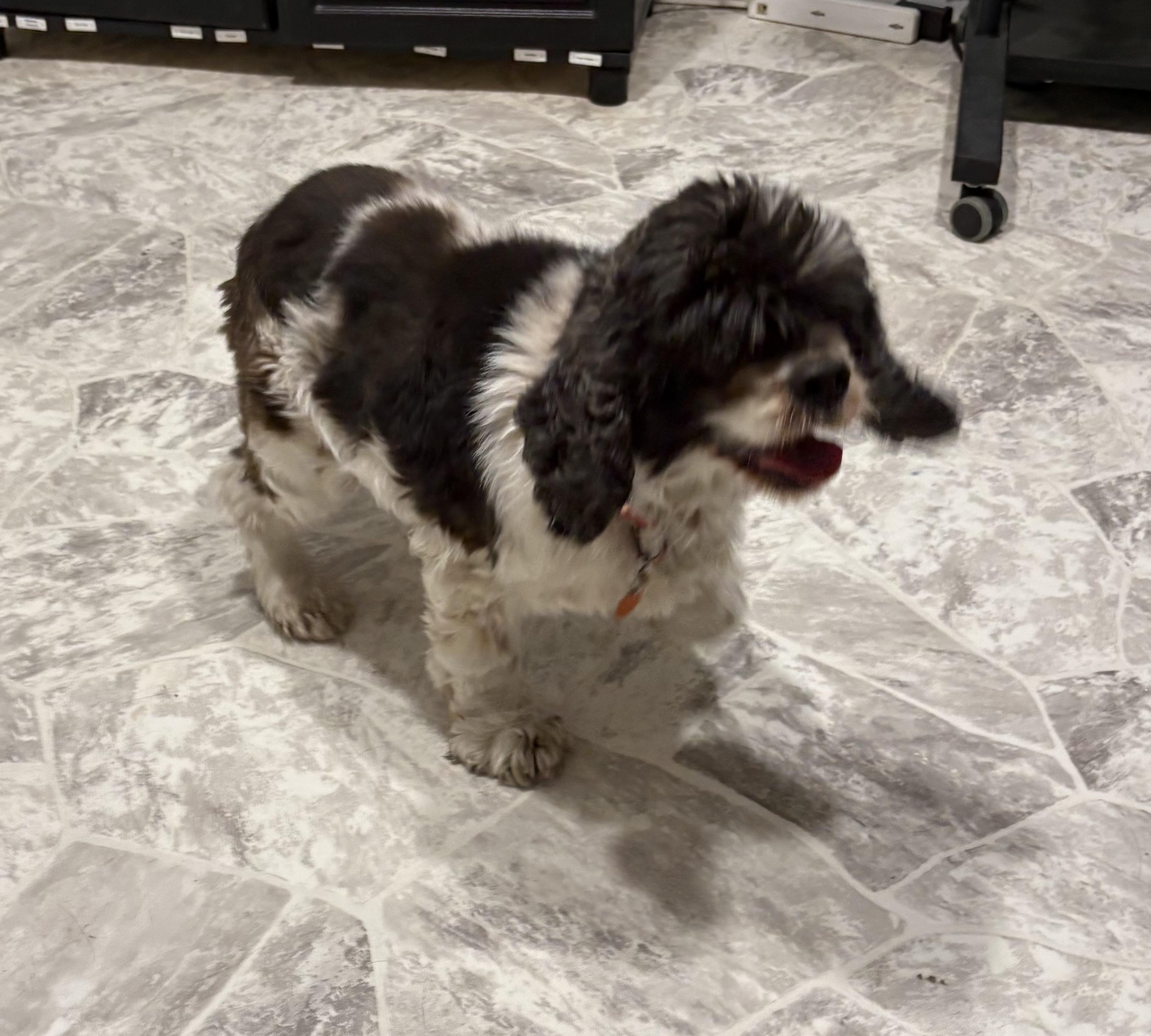 Enlarge Allie, an adopted Cocker Spaniel in Grant, NE image 5/6