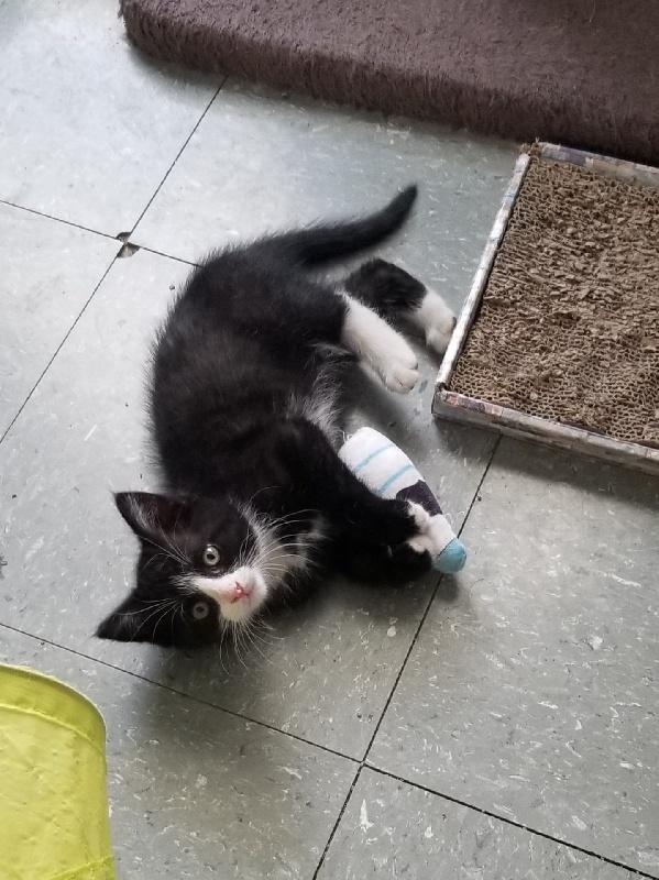 DANDY, Baby Male American Shorthair