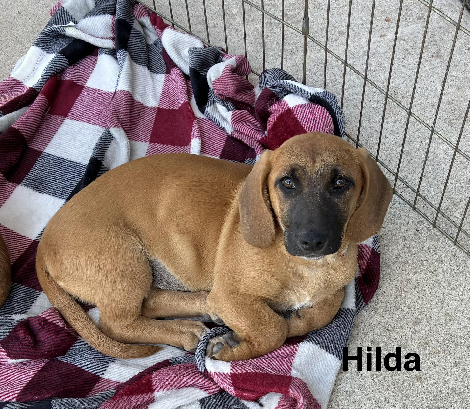 Enlarge Hilda, an adopted mixed breed in Mobile, AL image 2/2