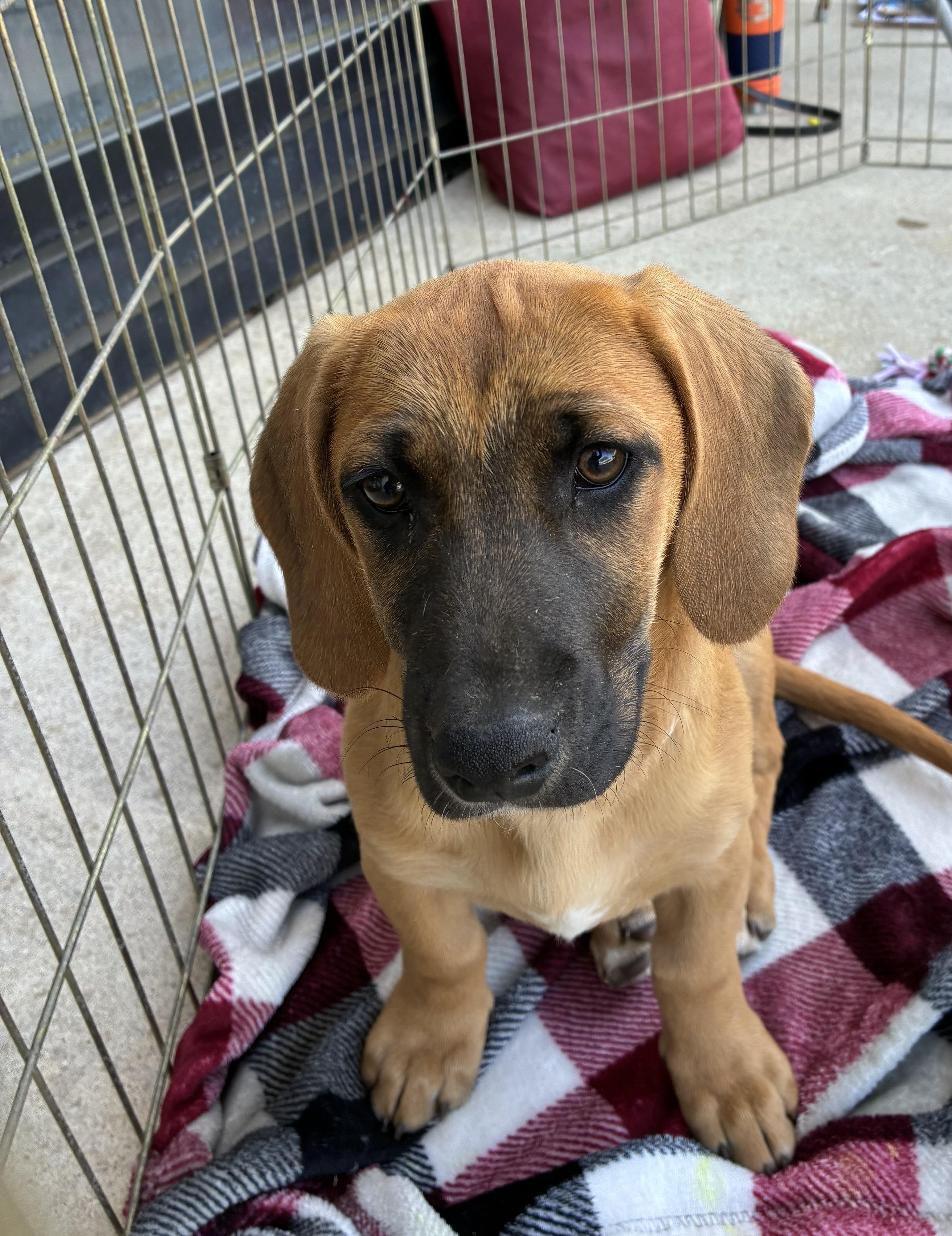 Hilda, adopted, Puppy Female Basset Hound & Black Mouth Cur.