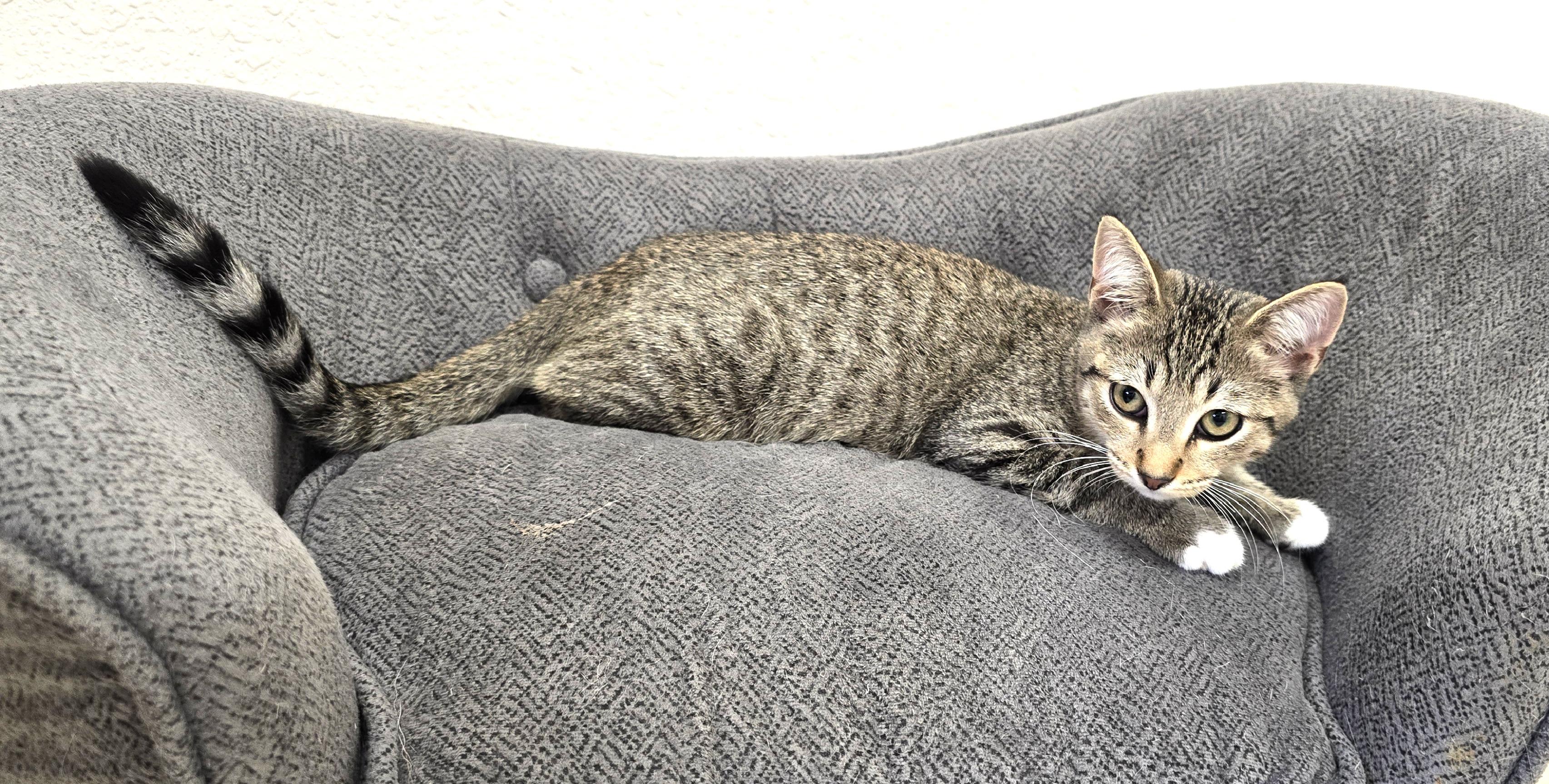 Reebok, an adopted Domestic Short Hair in Red Wing, MN image 2/2