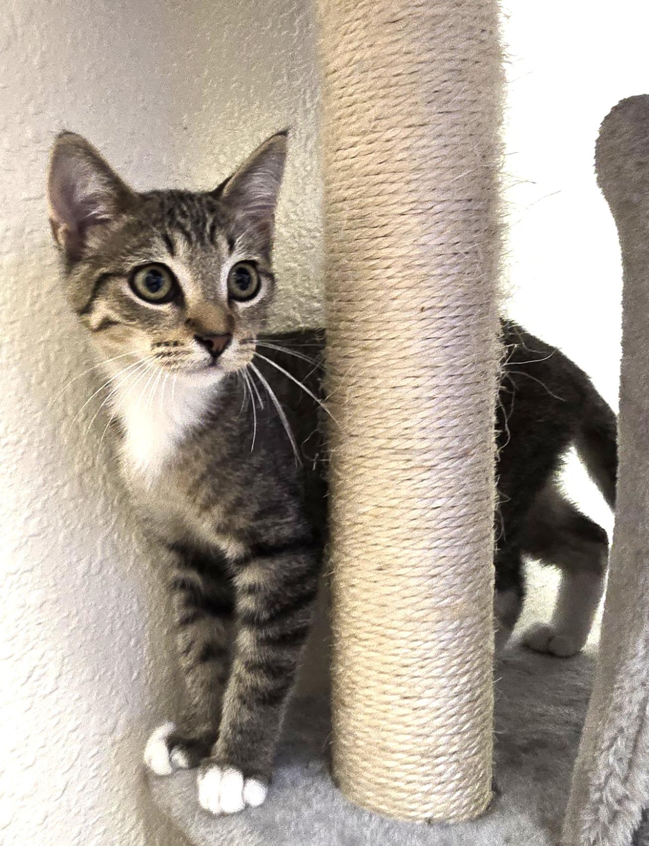 Reebok, adopted, Kitten Male Domestic Short Hair.