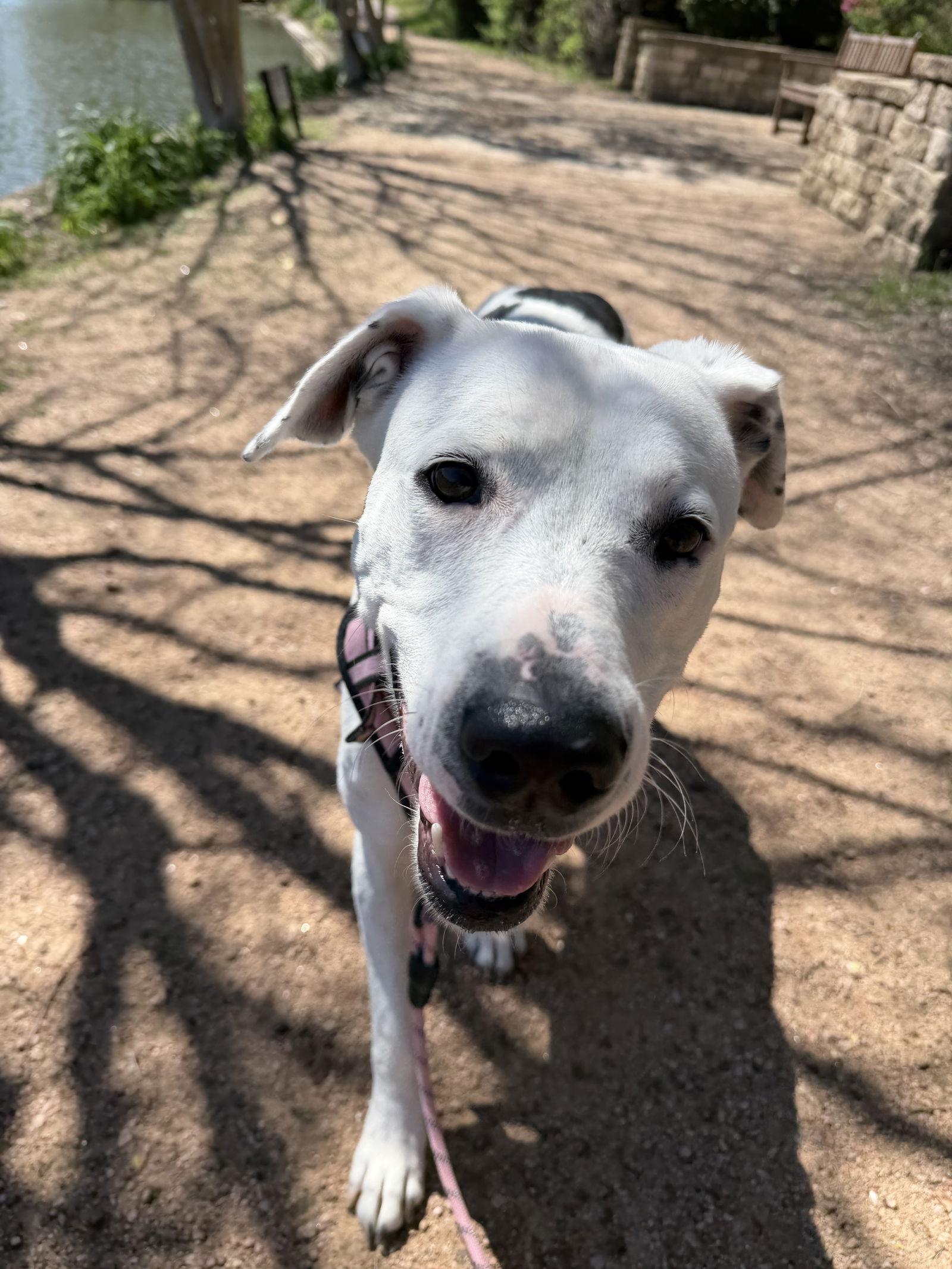 Mia, Adoptable, Adult Female Labrador Retriever.