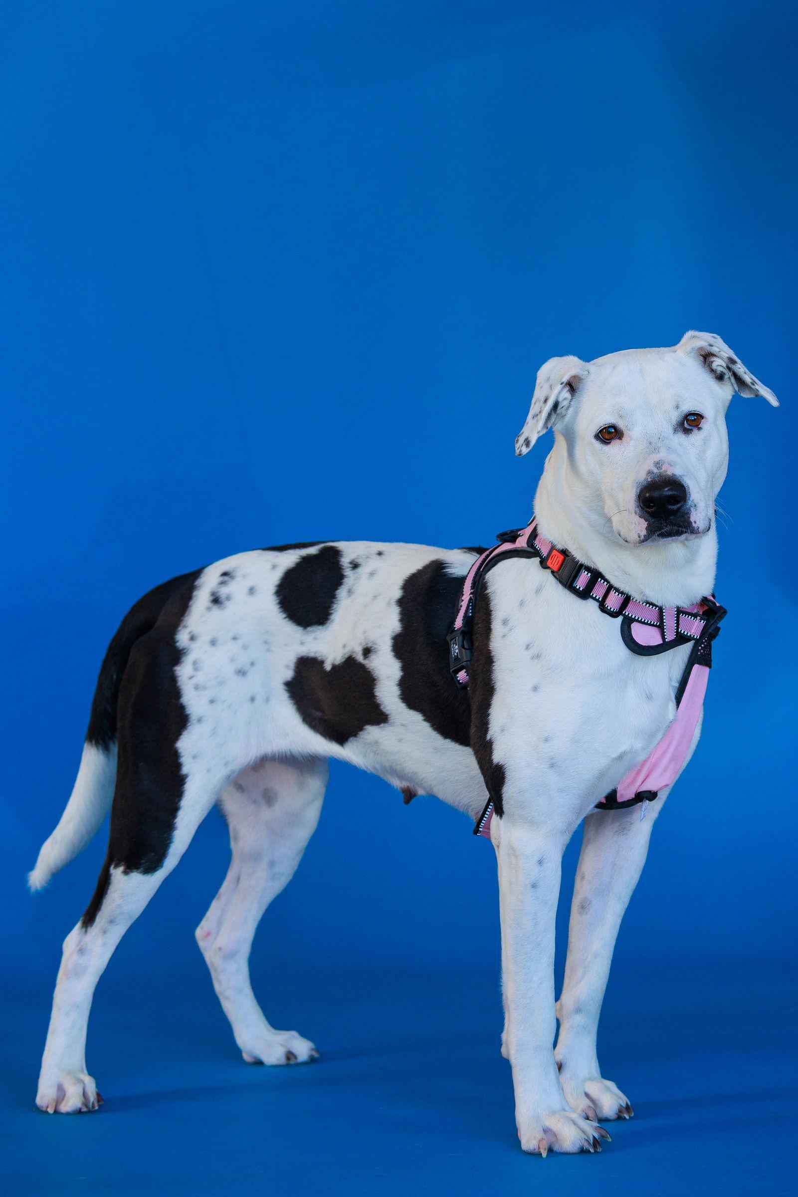 Enlarge Mia, a Adoptable Labrador Retriever in The Woodlands, TX image 2/3