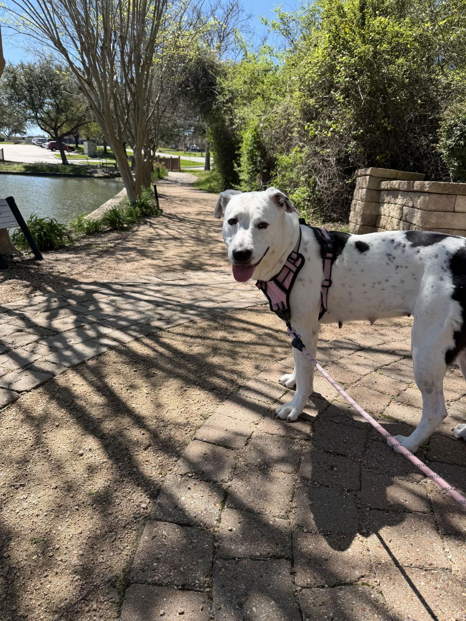 Enlarge Mia, a Adoptable Labrador Retriever in The Woodlands, TX image 3/3