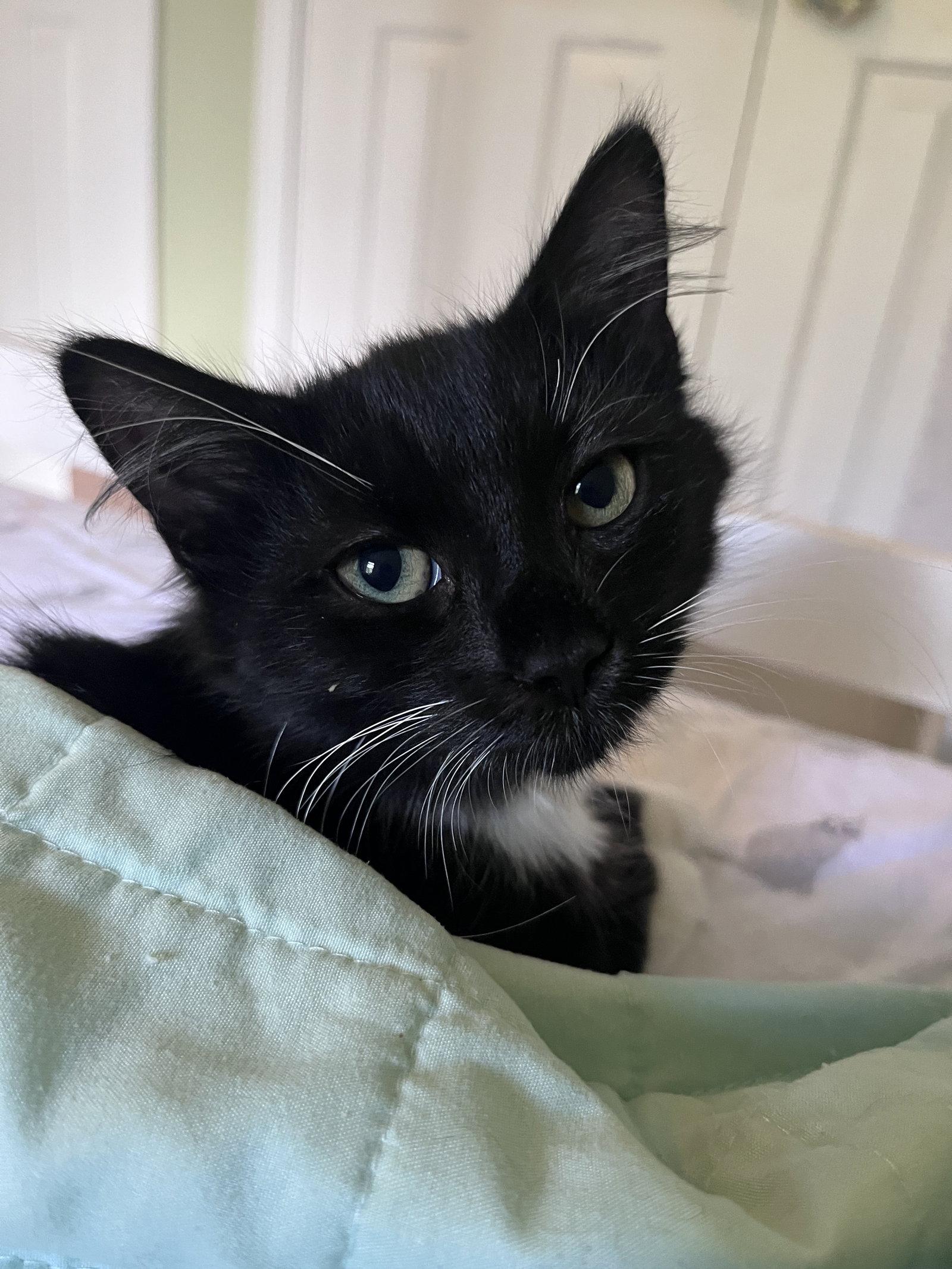 Enlarge Margaret, a Adoptable mixed breed in Carrollton, GA image 2/3