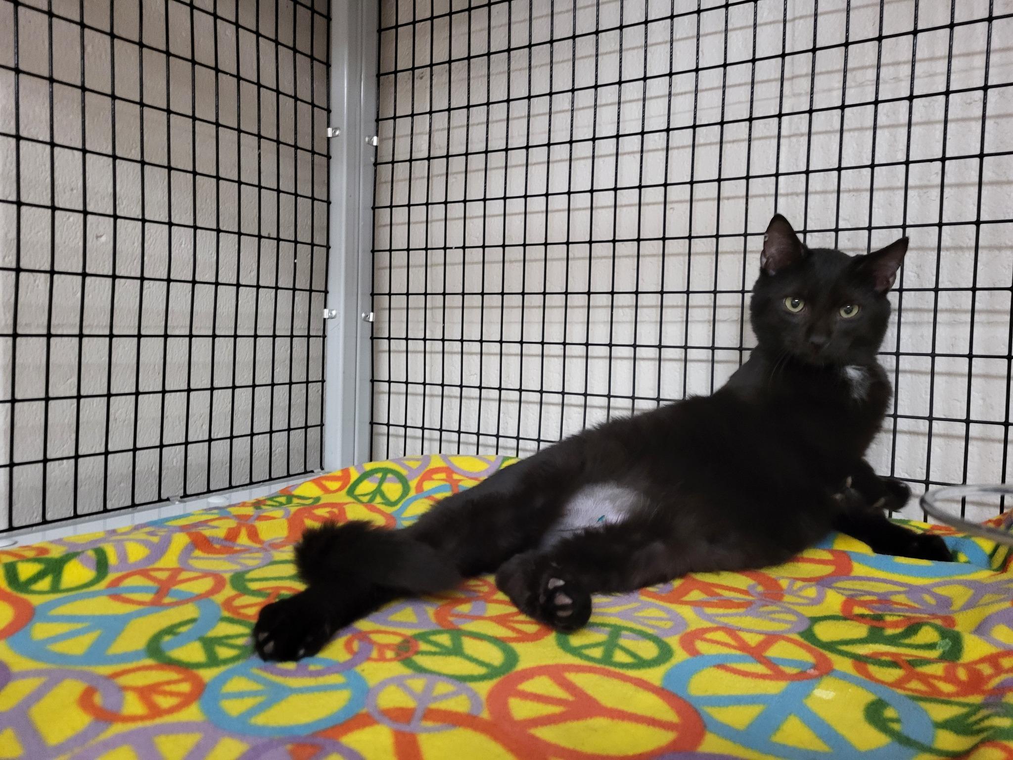 Vic, a Adoptable Domestic Short Hair in Chilton, WI image 2/6