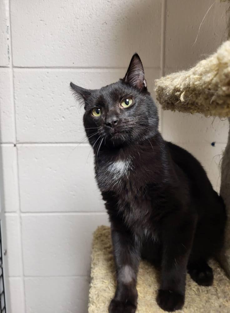 Vic, a Adoptable Domestic Short Hair in Chilton, WI image 4/6