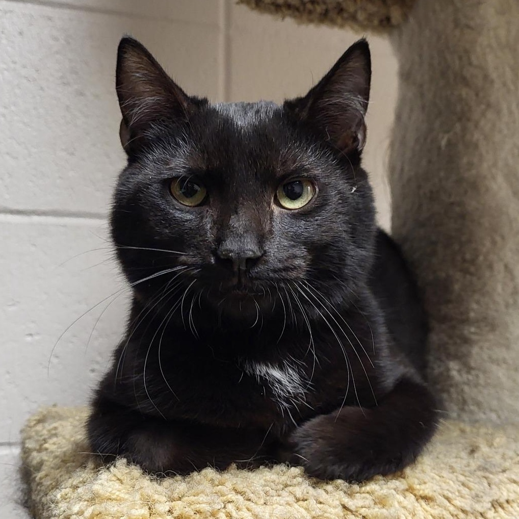 Vic, a Adoptable Domestic Short Hair in Chilton, WI image 1/6