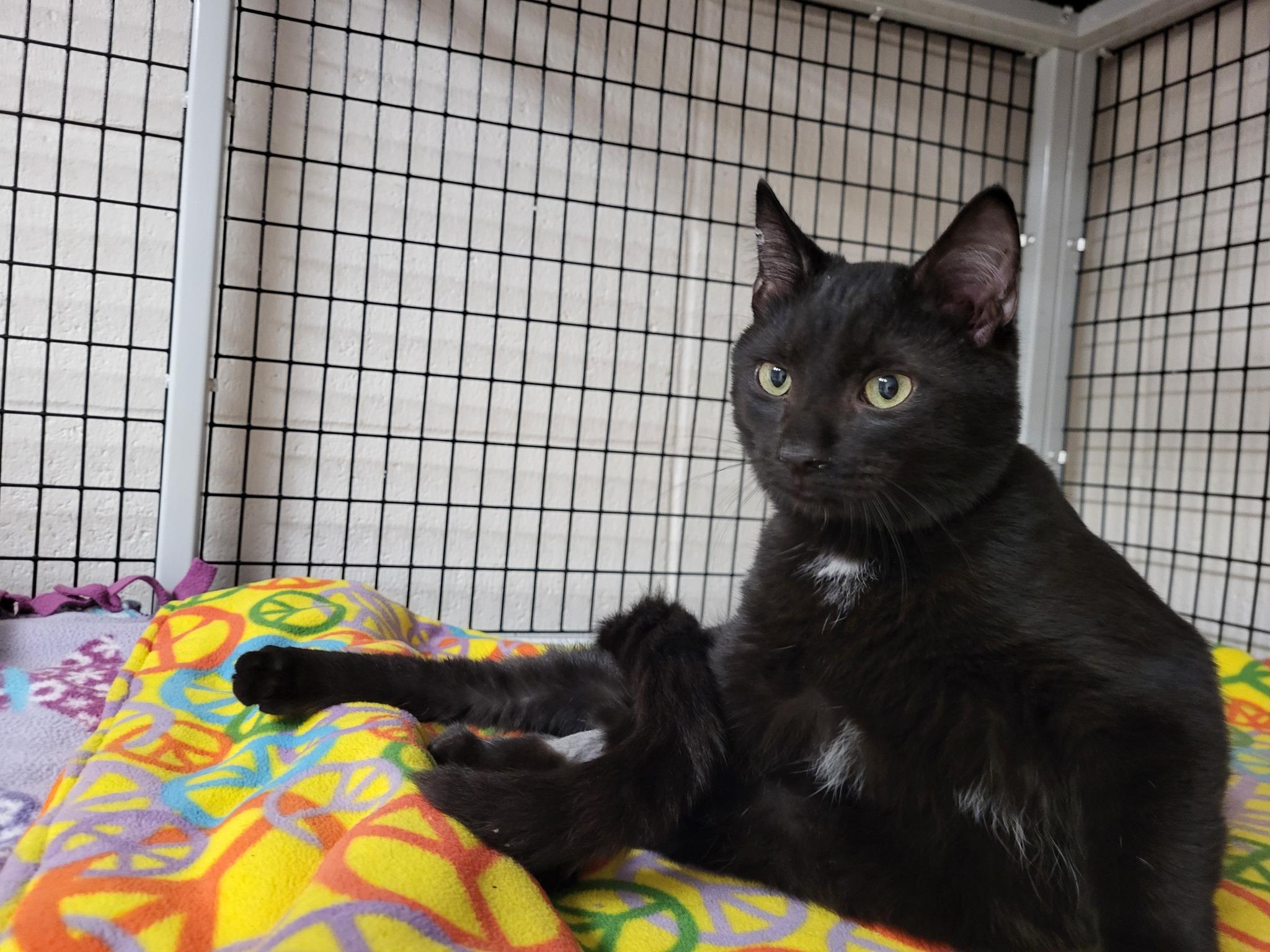 Vic, a Adoptable Domestic Short Hair in Chilton, WI image 5/6