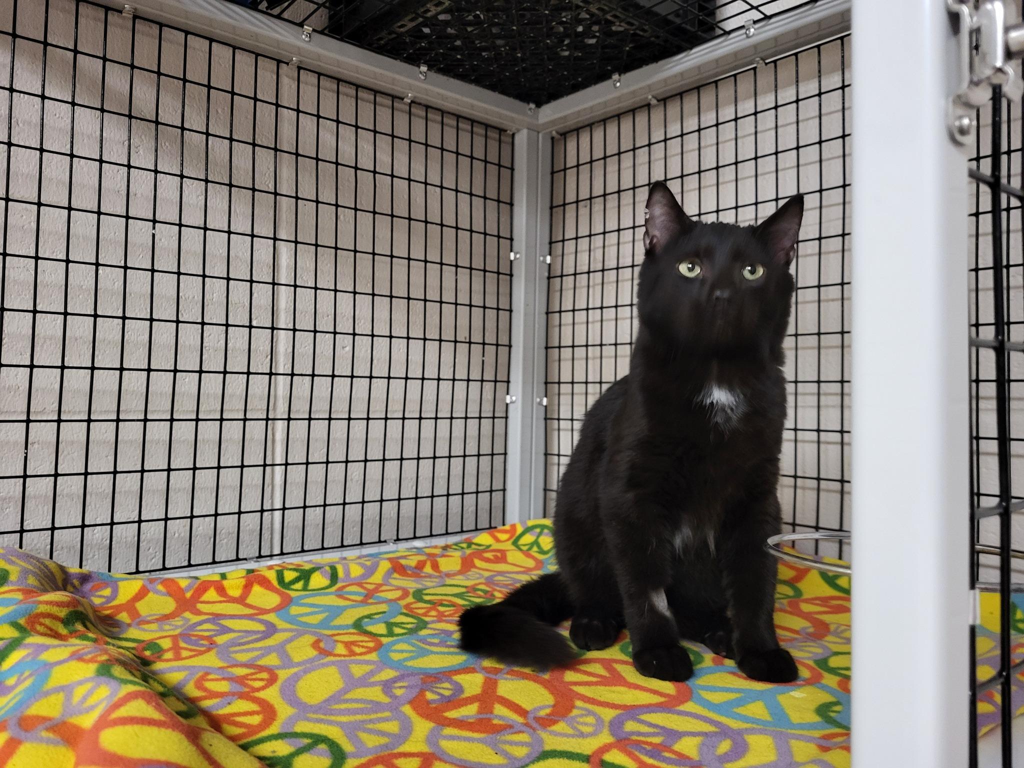 Vic, a Adoptable Domestic Short Hair in Chilton, WI image 3/6