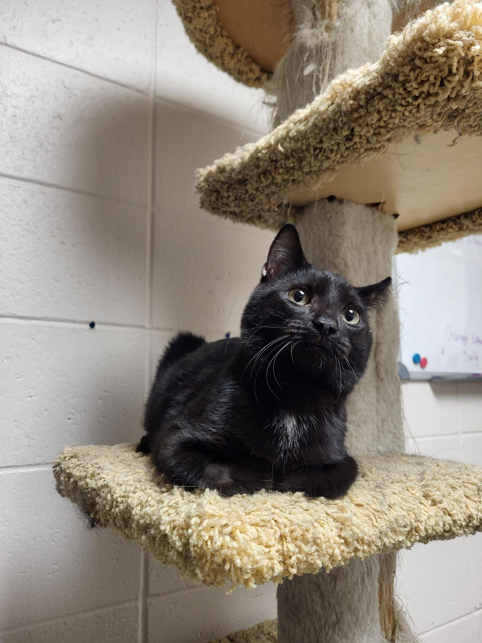 Vic, a Adoptable Domestic Short Hair in Chilton, WI image 6/6