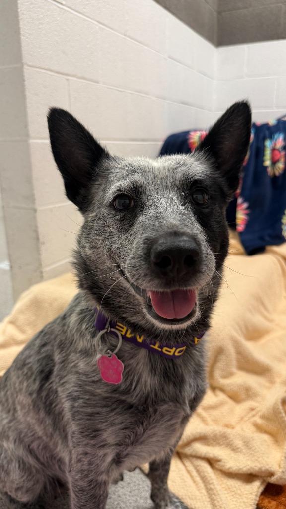 Paniolo, a Adoptable mixed breed in Phoenix, AZ image 2/5