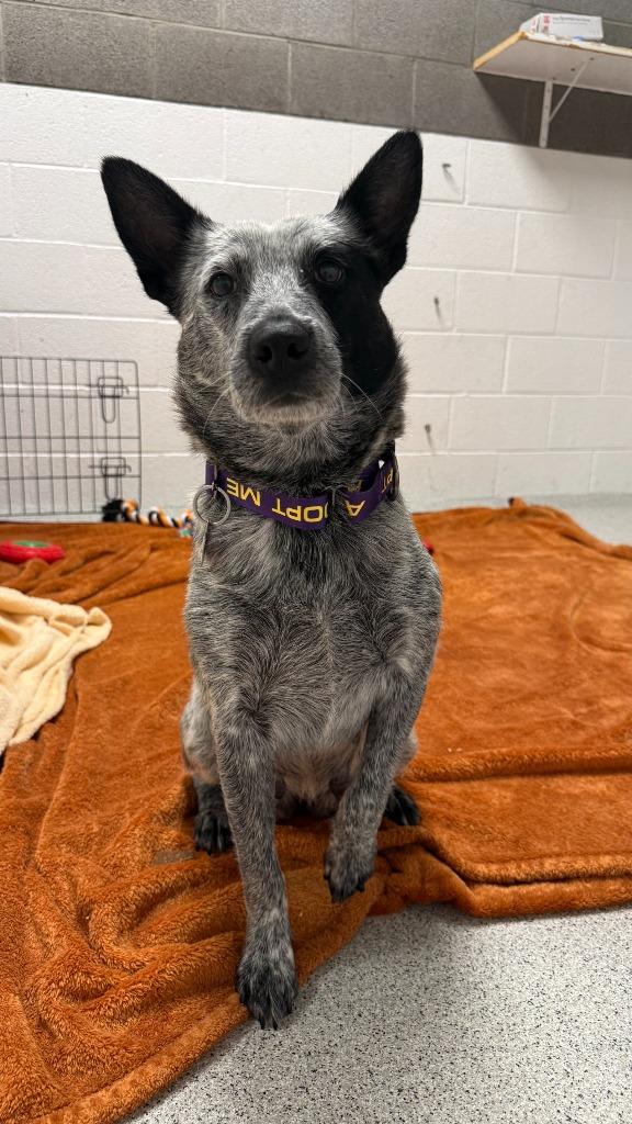 Paniolo, a Adoptable mixed breed in Phoenix, AZ image 3/5