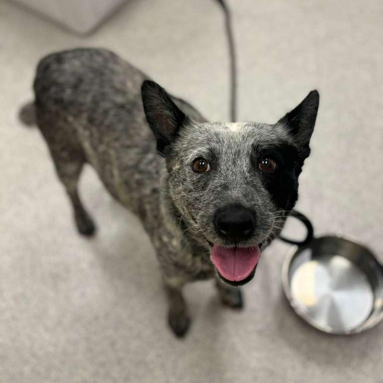 Paniolo, Adoptable, Adult Female Australian Cattle Dog / Blue Heeler & Cattle Dog.