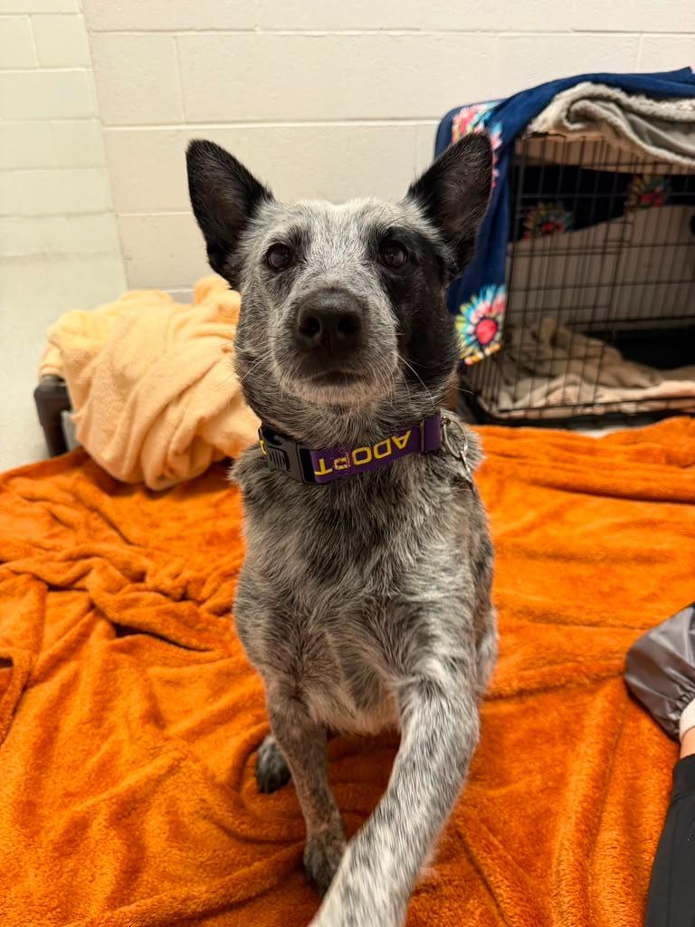 Paniolo, a Adoptable mixed breed in Phoenix, AZ image 4/5