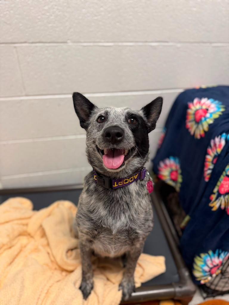 Paniolo, a Adoptable mixed breed in Phoenix, AZ image 5/5