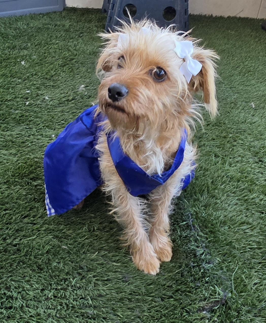 Liz, adopted, Young Female Poodle & Terrier.