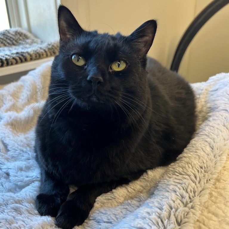 Sushi, Adoptable, Adult Female Domestic Short Hair.