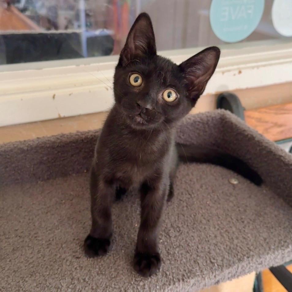 Kiri, Adoptable, Kitten Female Domestic Short Hair.