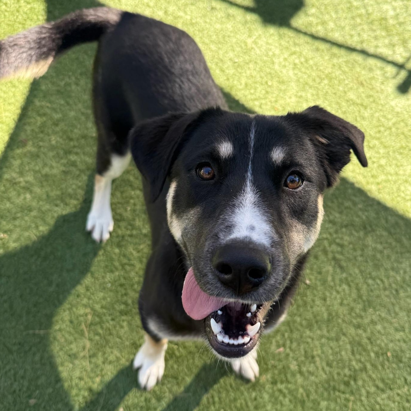 Valley, Adoptable, Adult Female Mixed Breed.
