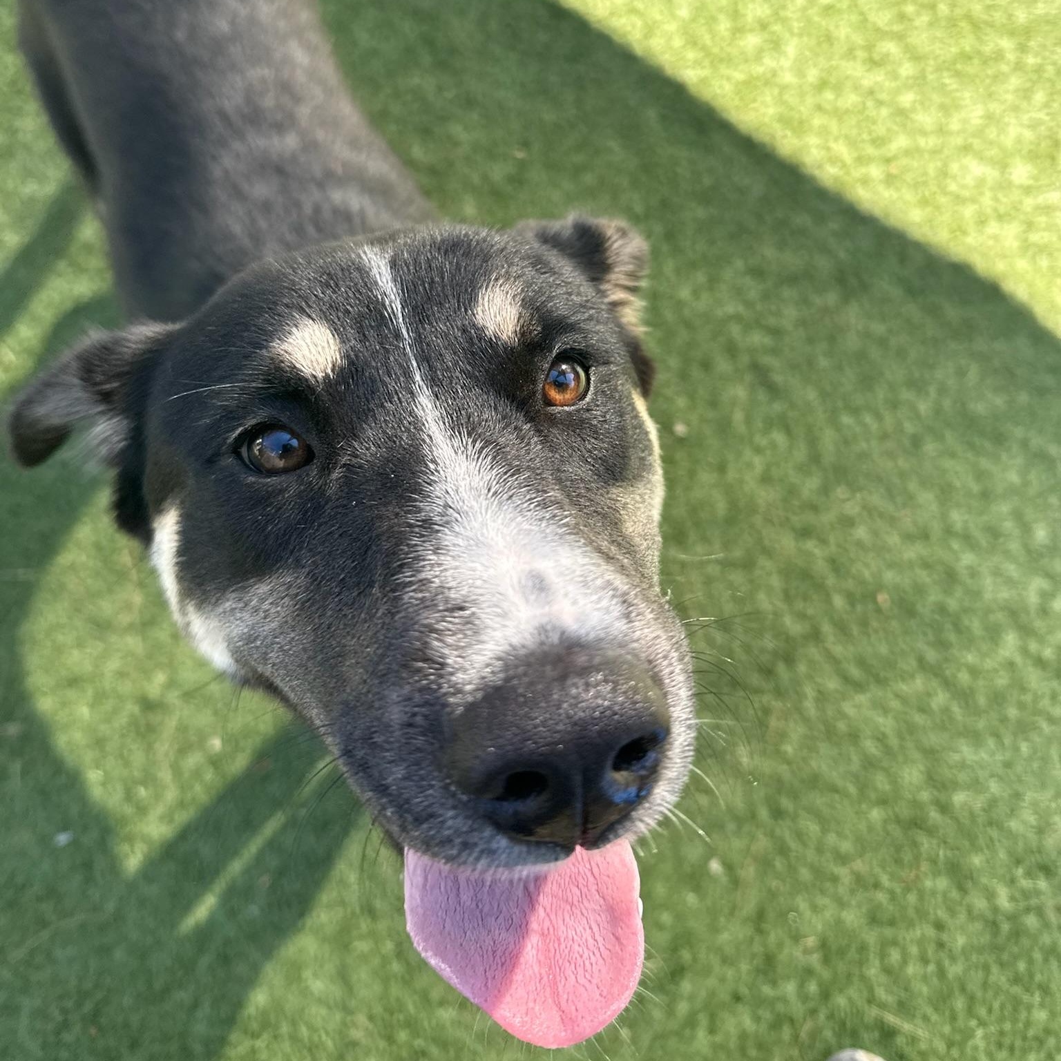 Valley, a Adoptable Mixed Breed in Groton, CT image 5/5
