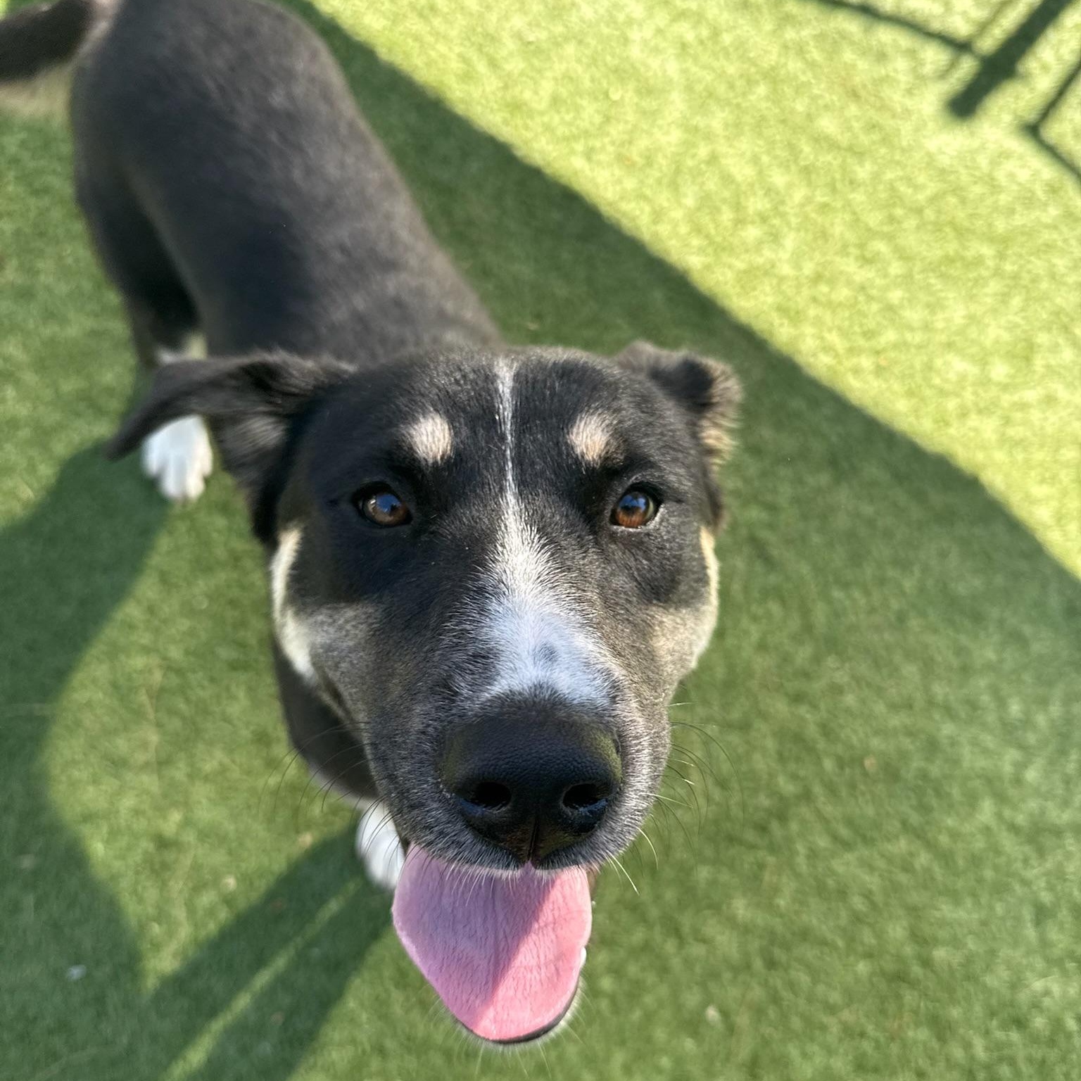 Valley, a Adoptable Mixed Breed in Groton, CT image 4/5