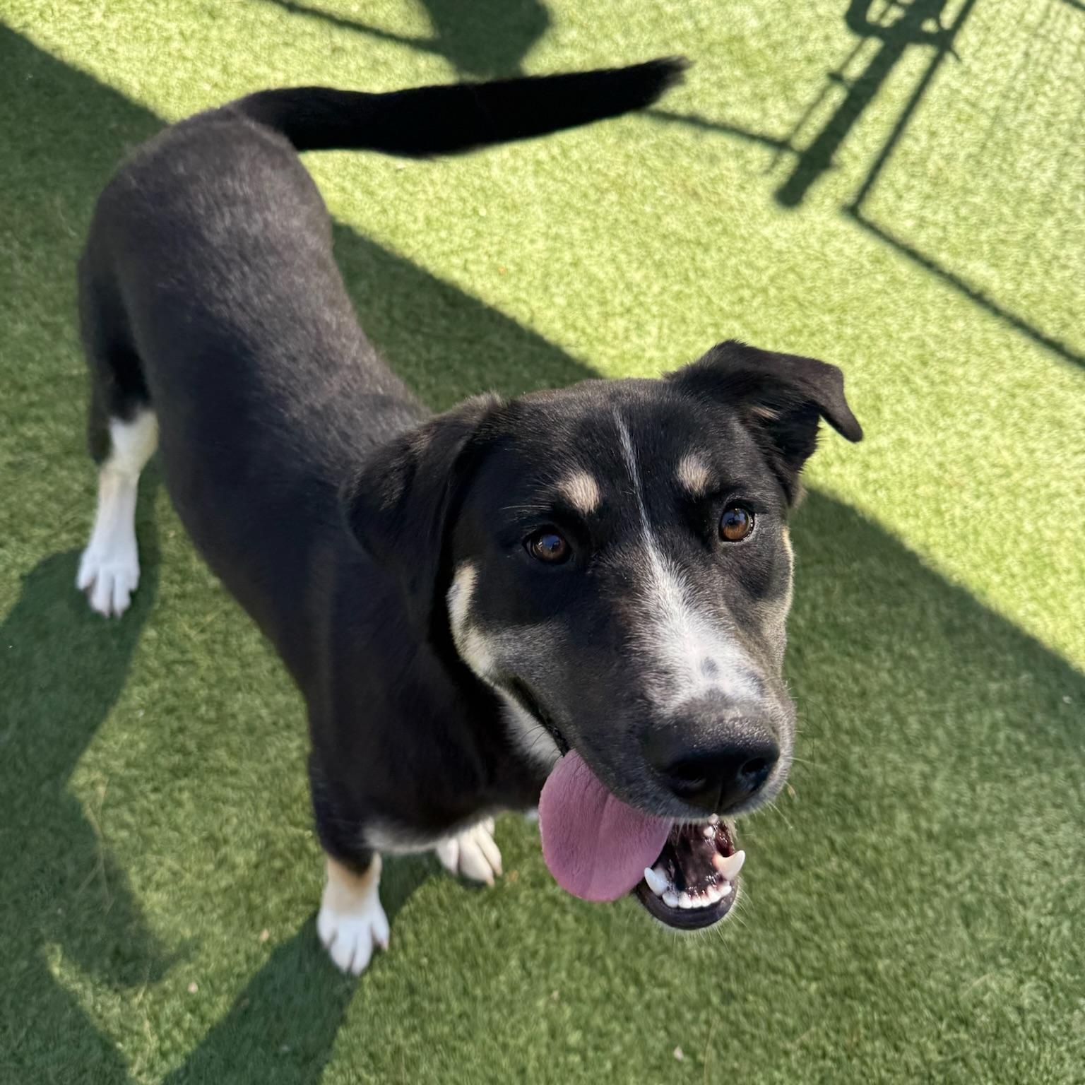 Valley, a Adoptable Mixed Breed in Groton, CT image 2/5