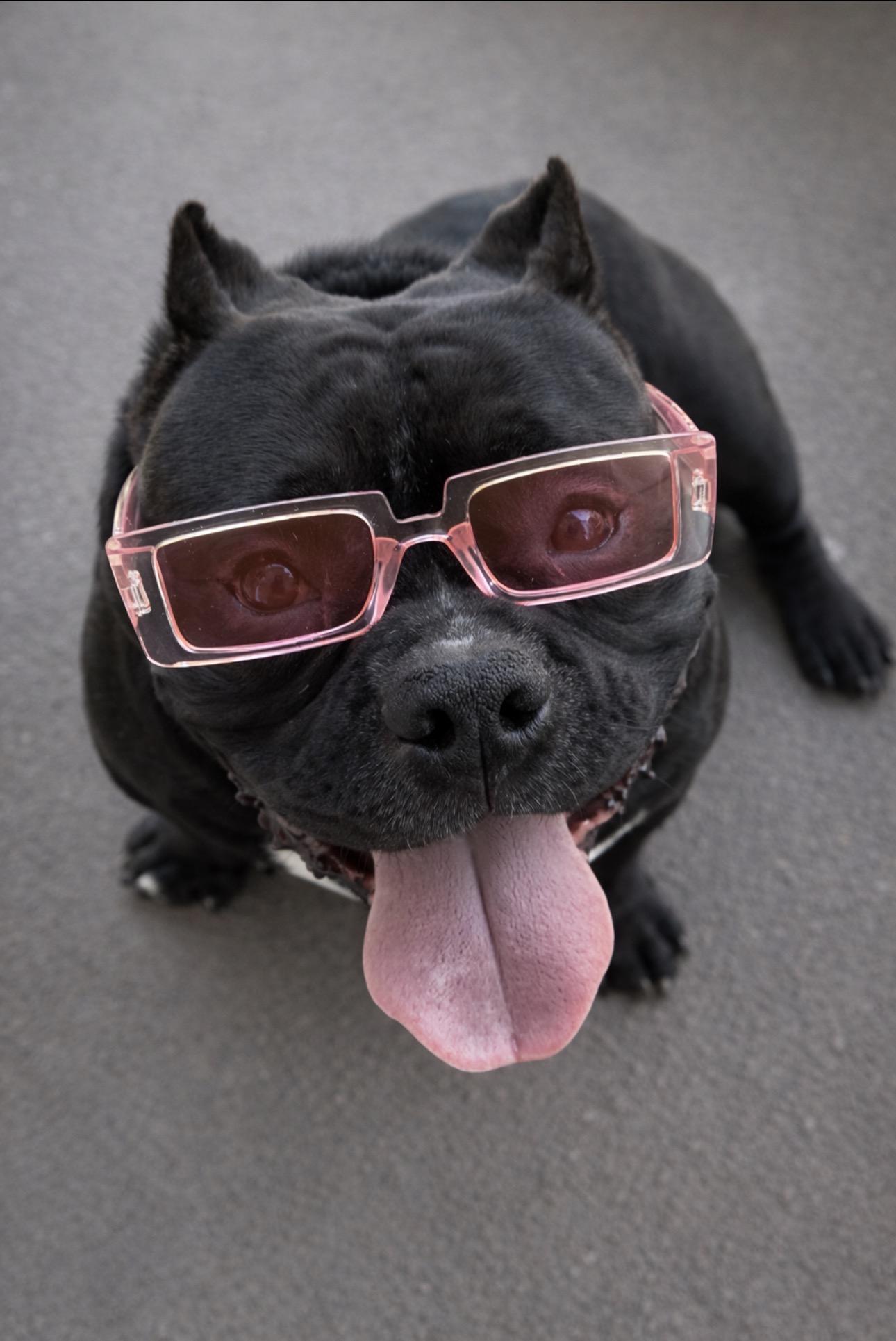 Ladybug, an adopted Bulldog in Claremont, CA image 3/3