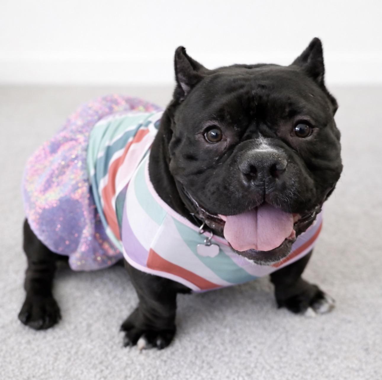 Ladybug, adopted, Adult Female Bulldog.