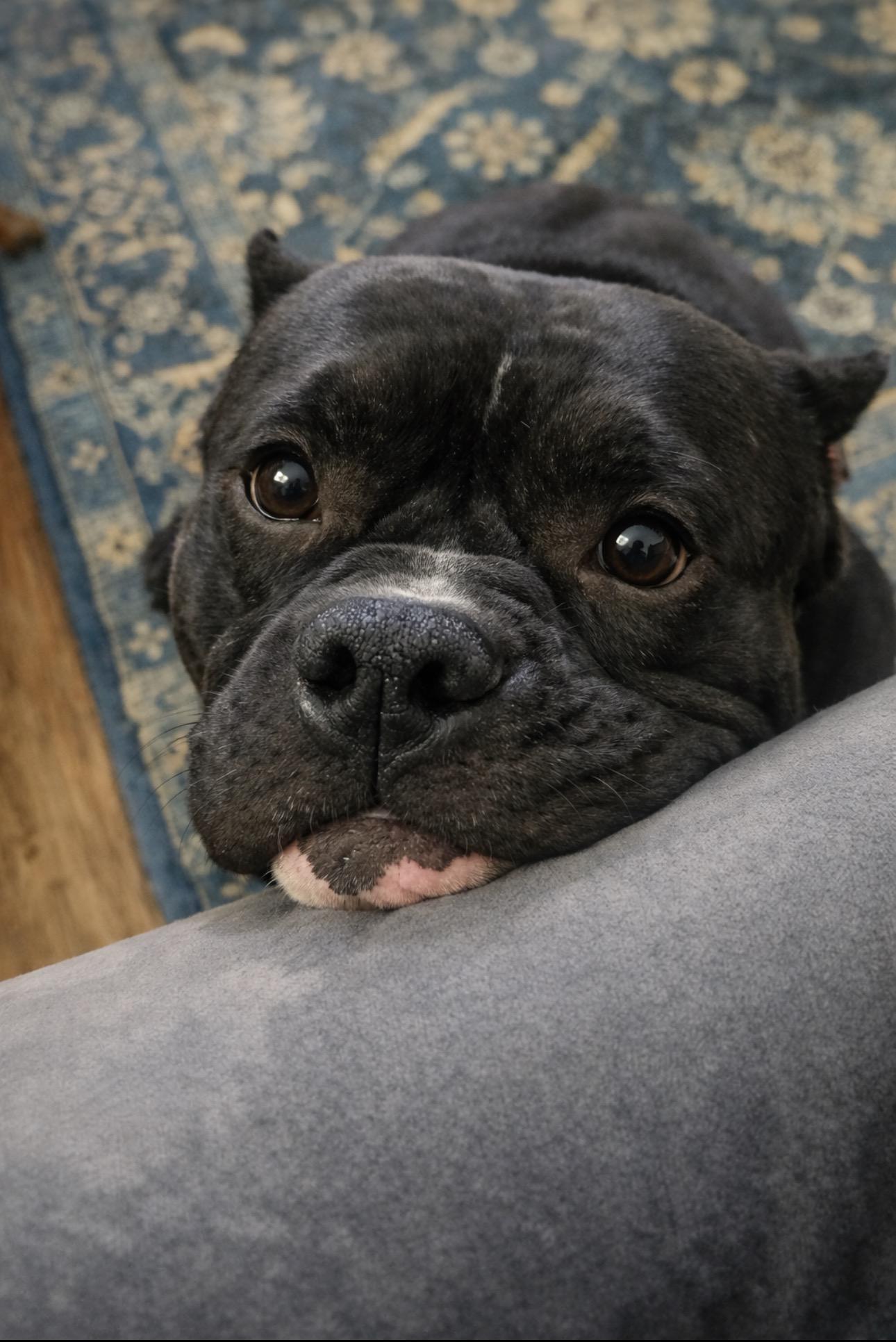 Ladybug, an adopted Bulldog in Claremont, CA image 2/3