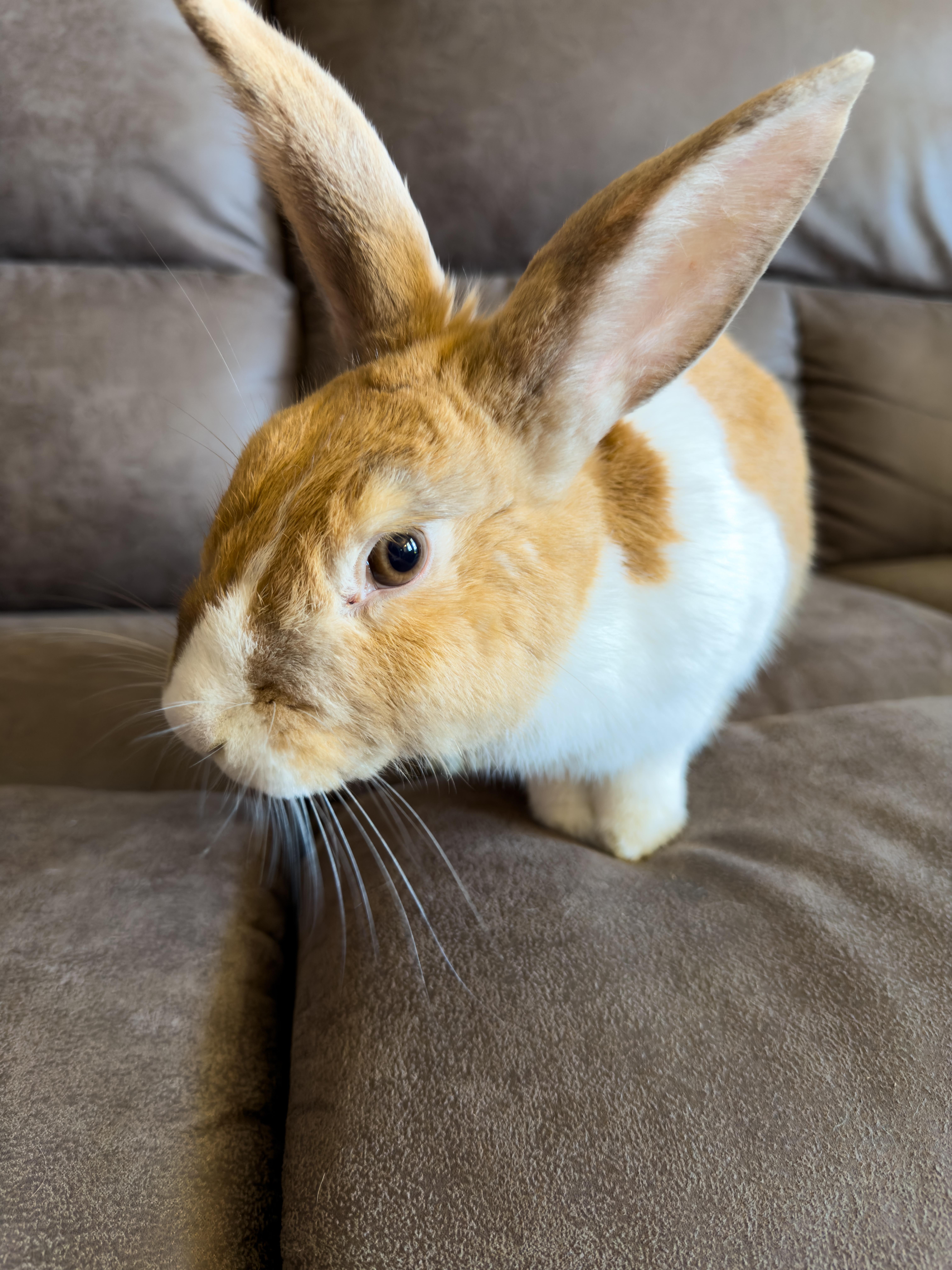 Cider, a ADOPTABLE Dutch in North Little Rock, AR image 2/2