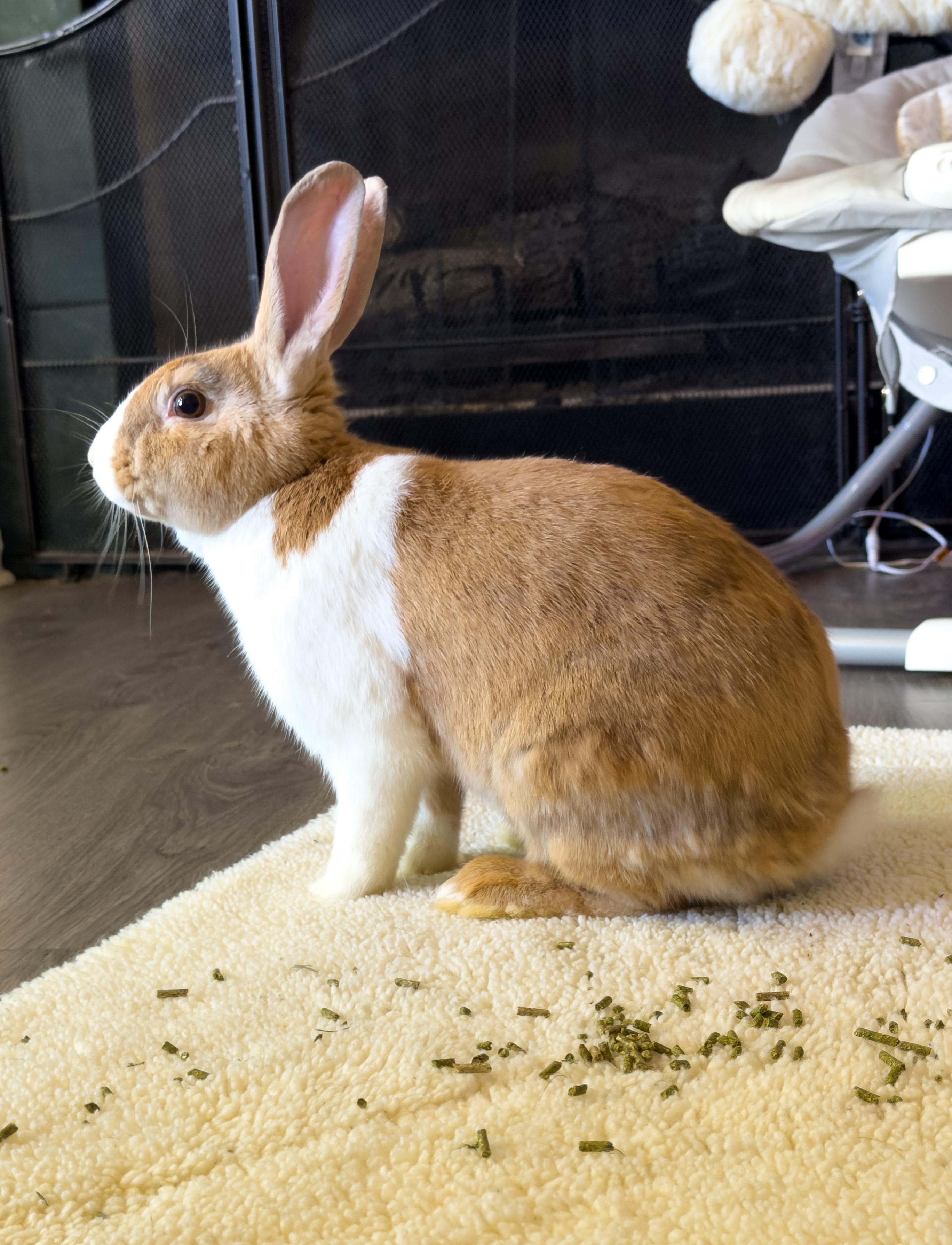 Cider, an adoptable Dutch in North Little Rock, AR image 1/5