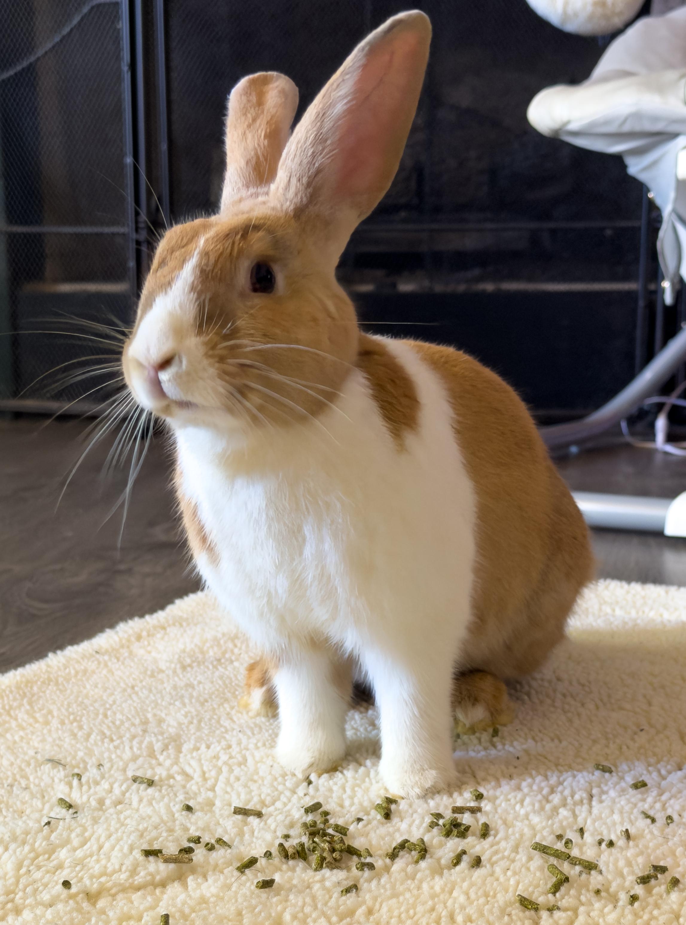 Cider, an adoptable Dutch in North Little Rock, AR image 2/5
