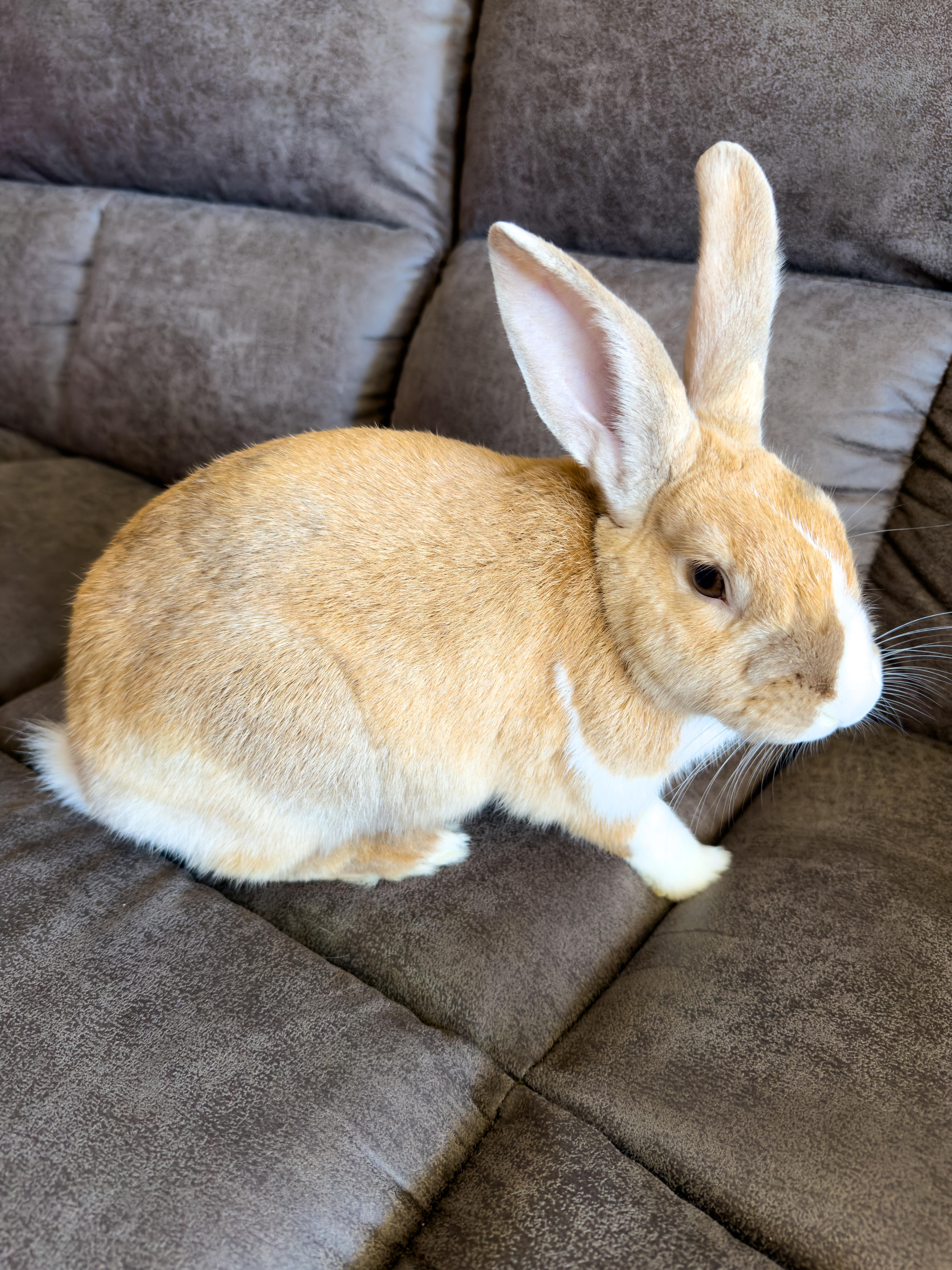 Cider, ADOPTABLE, Adult Male Dutch.