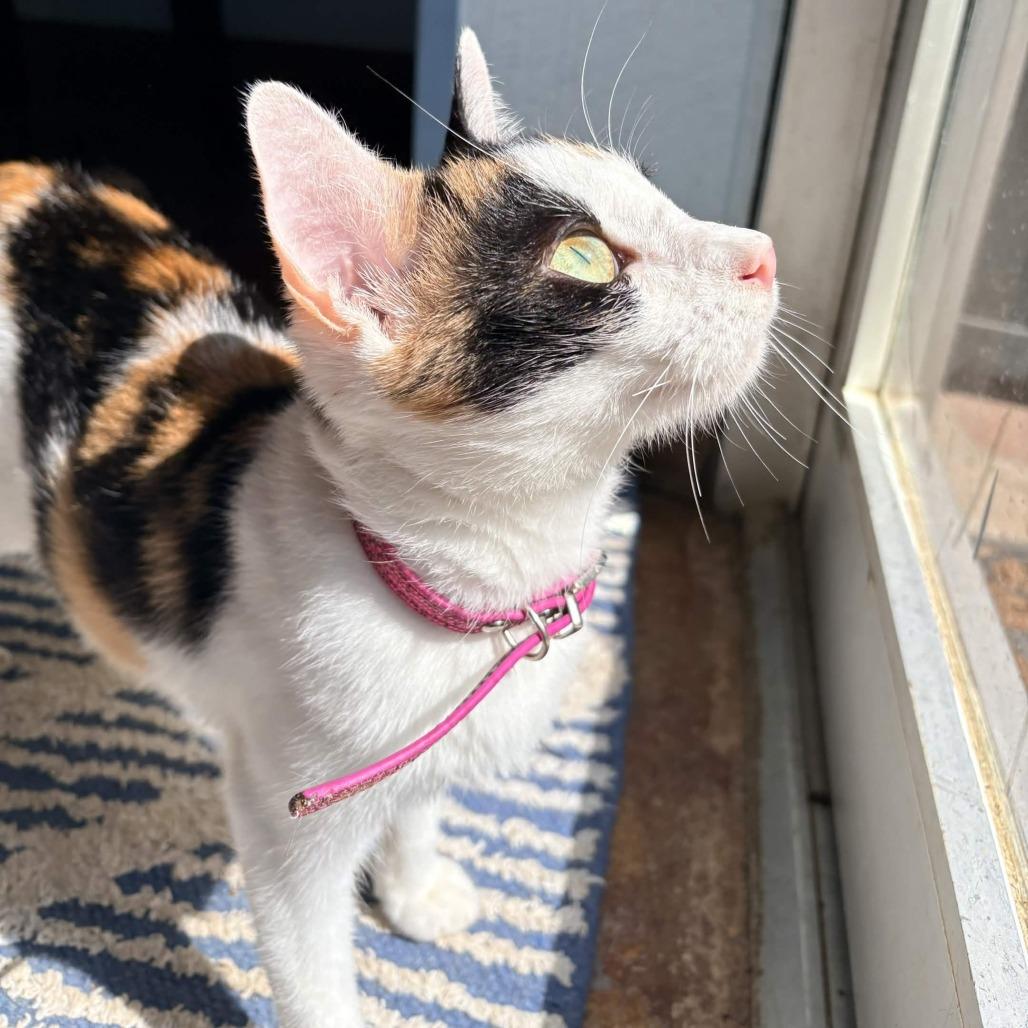Enlarge Patches, a Adoptable American Shorthair in Clarksville, AR image 1/5
