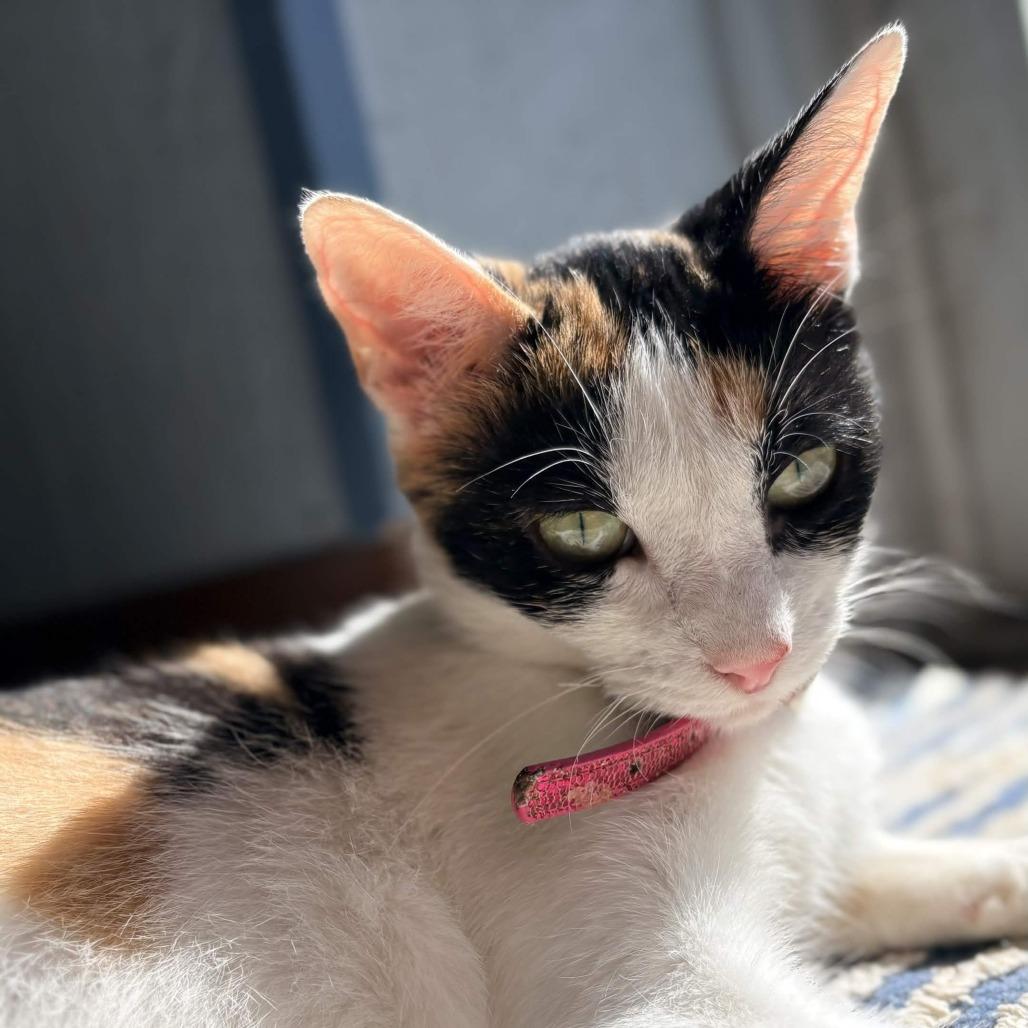 Enlarge Patches, a Adoptable American Shorthair in Clarksville, AR image 2/5
