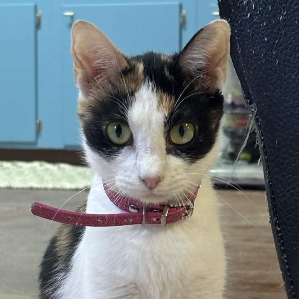 Enlarge Patches, a Adoptable American Shorthair in Clarksville, AR image 3/5