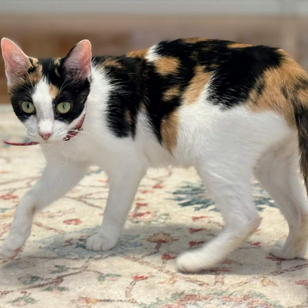 Enlarge Patches, a Adoptable American Shorthair in Clarksville, AR image 4/5