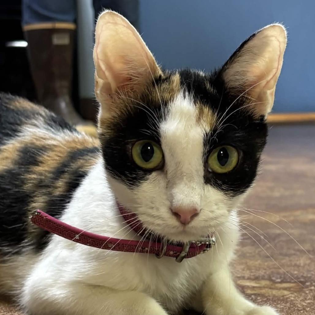 Enlarge Patches, a Adoptable American Shorthair in Clarksville, AR image 5/5