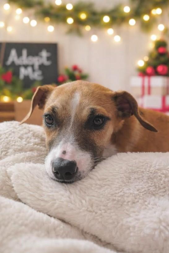 Ginger, adopted, Puppy Female Hound.