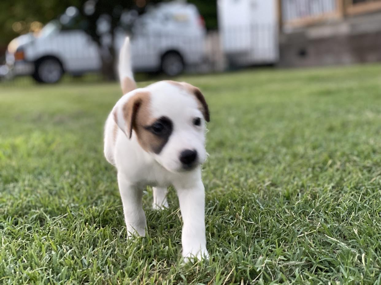 Clove, Adopted, Adult Female Jack Russell Terrier.