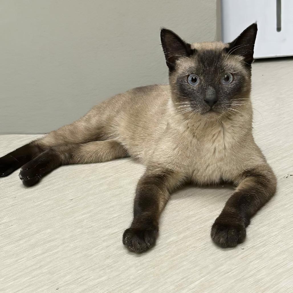 Dunny, Adoptable, Adult Male Siamese.