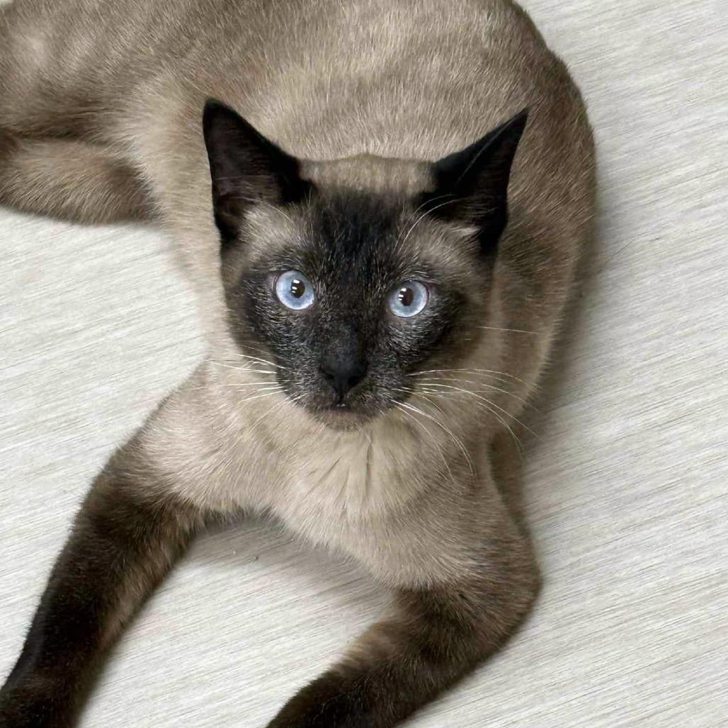 Dunny, a Adoptable Siamese in Wichita, KS image 2/4